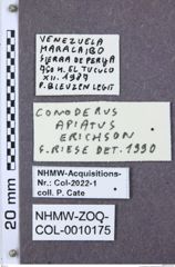 Etiketten zu Malacogaster passerinii (NHMW-ZOO-COL-0010175)